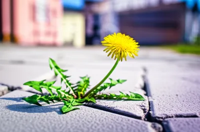 Illustration anarchist - Image 1