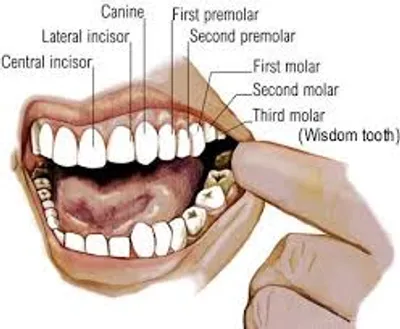 Illustration grinder - Image 2