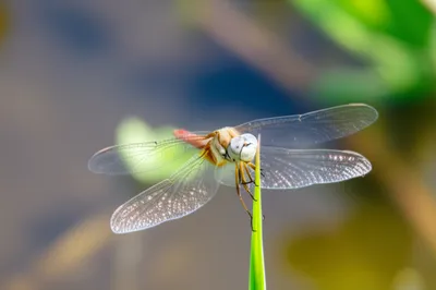 Illustration whiteface - Image 1