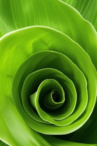 Illustration convolute - Image 1