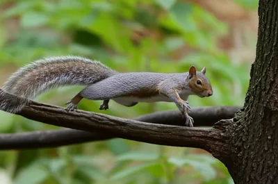 Illustration nimbly - Image 1