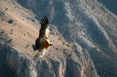 Illustration griffin - Image 1