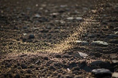 Illustration strews - Image 1