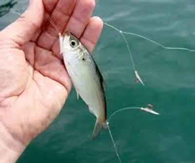 Illustration natural - Image 4