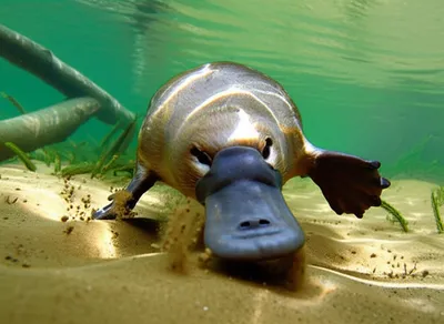 Illustration platypuses