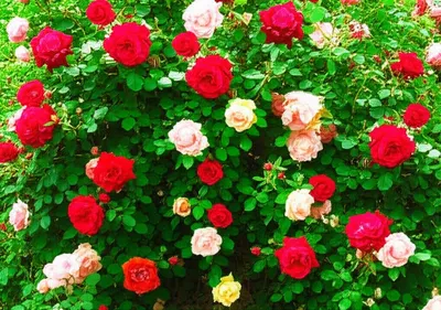 Illustration rosebush - Image 1