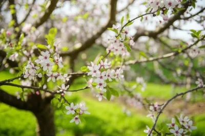 Illustration blossoms - Image 1