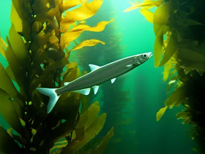 Illustration eel - Image 1