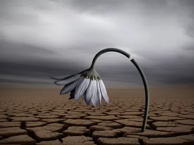 Illustration heartless