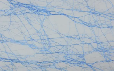 Illustration veins - Image 1