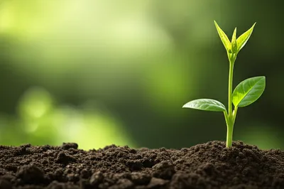 Illustration early - Image 1