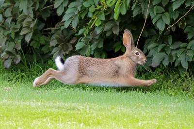 Illustration bolt - Image 1