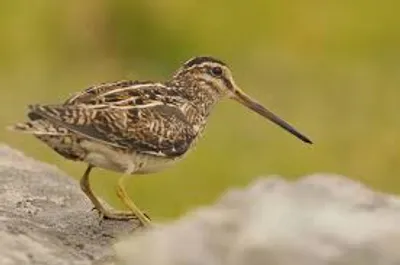 Illustration snipe - Image 2