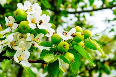 Illustration fructification