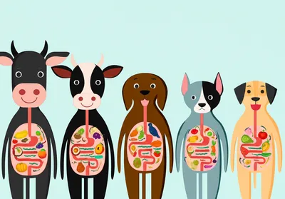 Illustration stomachs