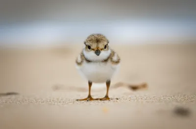 Illustration peep - Image 1