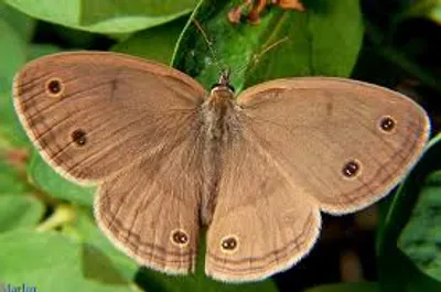 Illustration brown - Image 3