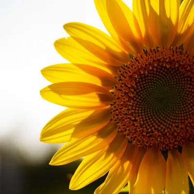 Illustration ms - Image 1