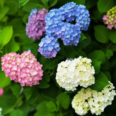 Illustration hydrangea - Image 1