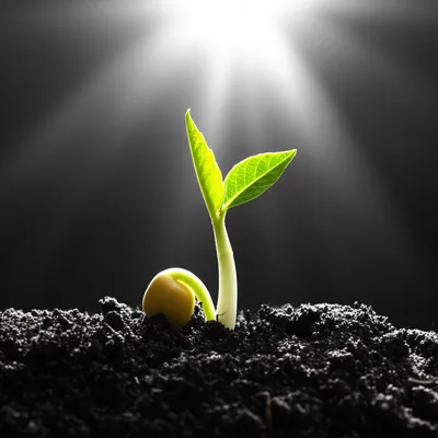 Illustration emergence