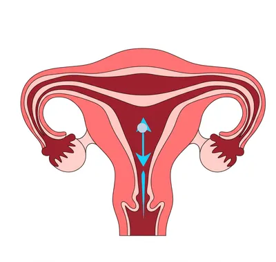 Illustration vaginally - Image 1
