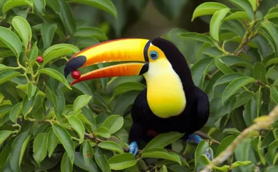 Illustration billed - Image 1