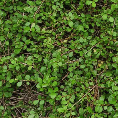 Illustration sprays - Image 1