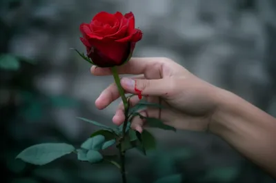 Illustration pricked - Image 1