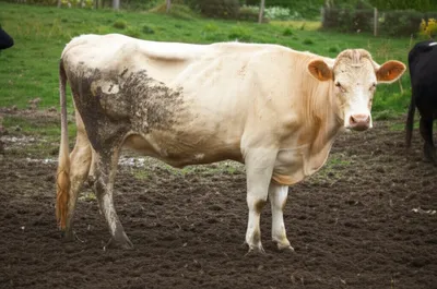 Illustration scoured - Image 1