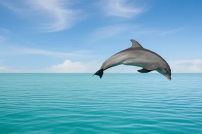 Illustration streamlined - Image 1