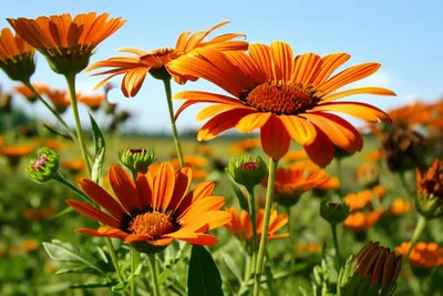 Illustration marigold - Image 1