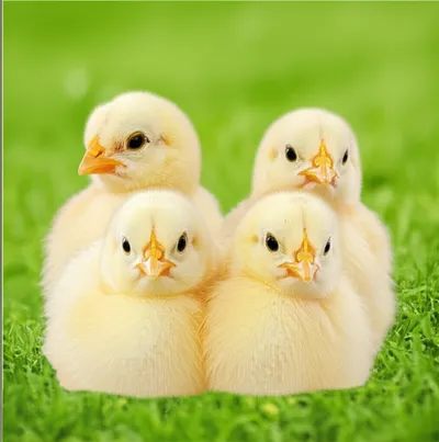 Illustration quad - Image 1