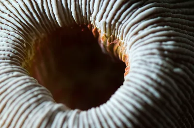 Illustration corallite - Image 1