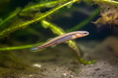 Illustration pride - Image 1