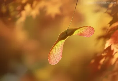 Illustration keys - Image 1