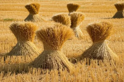 Illustration shocks - Image 1