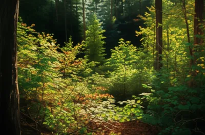 Illustration dims - Image 1