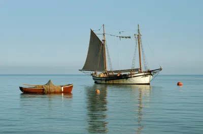 Illustration barks - Image 1