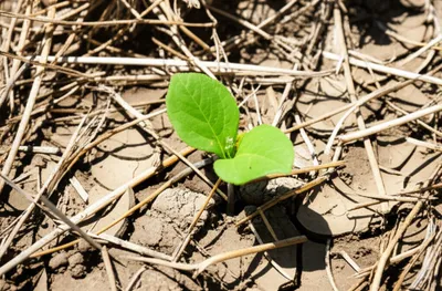 Illustration hardier - Image 1