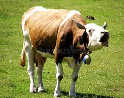 Illustration low - Image 4