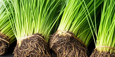 Illustration tufts - Image 1