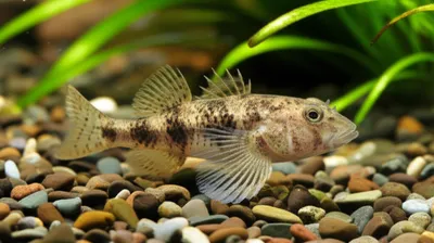 Illustration ruffe - Image 1