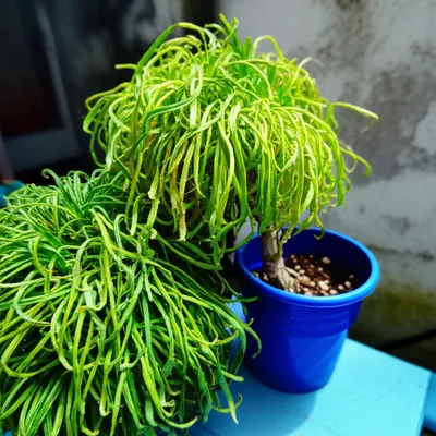 Illustration covers - Image 1