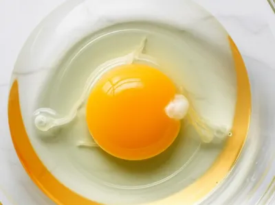 Illustration chalaza - Image 1