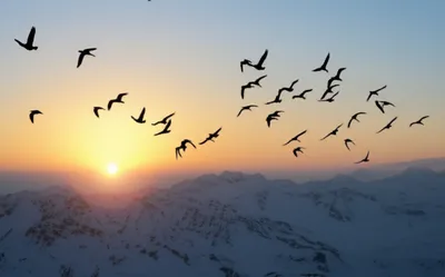 Illustration southward - Image 1