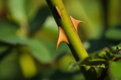 Illustration prickles