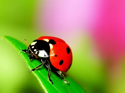 Illustration macro - Image 1