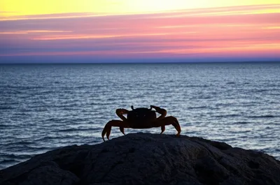 Illustration sentinels - Image 1