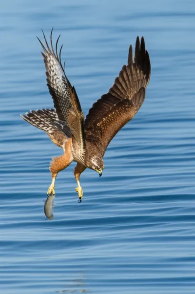 Illustration swoop - Image 1