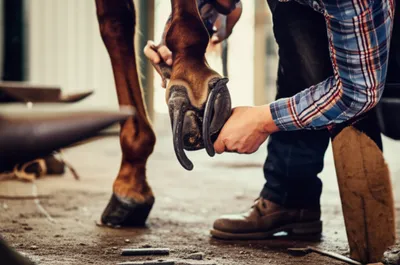 Illustration farrier - Image 1